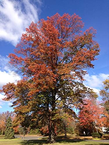 Pin Oak Tree - Fast Growing Hardwood - Live Plant Shipped 2 to 3 Feet Tall by DAS Farms - Image 3
