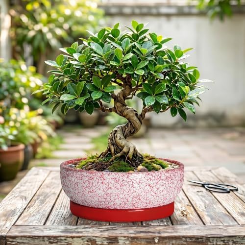 Bonsai Pots 10 Inch, Ceramic Succulent Planters, Texture Red - Image 7