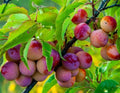 American Plum Tree - 6-12" Tall Live Plant by Unknown