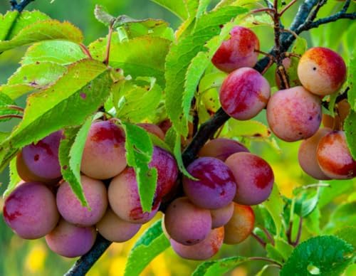 American Plum Tree - 6-12" Tall Live Plant by Unknown