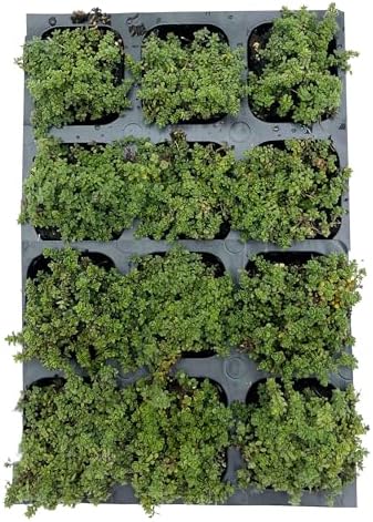 12 Elfin Thyme – Low-Growing, Fragrant Evergreen Groundcover for Borders, Rock Gardens & Containers – (Thymus serpyllum 'Elfin') in 2.5″ Cubes, Live Plants - Image 7