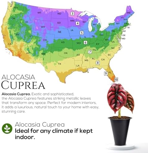 Alocasia Cuprea (4 Pack) Live Plant, Rare Indoor Alocasia, Metallic Leaf Elephant Ear, Tropical Houseplant Live, Starter Size Alocasia Plant, Exotic Foliage Houseplant for Home Decor Indoor Growing - Image 6