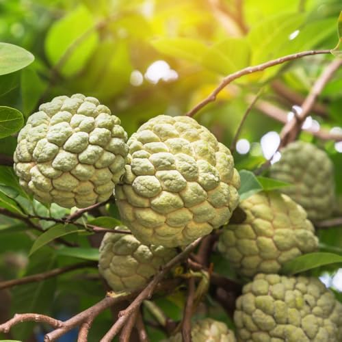 Green Sugar Apple Fruit Tree, 2-3 Ft Tall, 3 Gallon Pot, Hardy Tropical Fruit Plant for Landscape, Backyard Orchard and Outdoor Garden (No Ship to CA, HI, AK) - Image 6