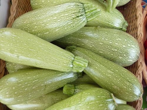 5 Species Summer Squash Mix Seeds - 360+ Count - for 2026 Planting Heirloom Yellow Squash, Grey, Golden, Black Beauty Zucchini, White Patty Pan Vegetable Grow Your Own Home Farm Patio - Image 4