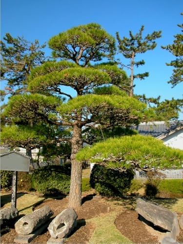 50 Pinus thunbergii Seeds, Japanese Black Pine Tree Seeds for Planting, Thunberg Pine Evergreen Bonsai Seeds, Ornamental Hardy Conifer Tree Seed for Zen Garden Backyard Home Landscaping - Image 6