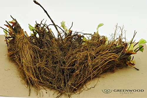 Greenwood Nursery: Live Berry Fruit Plants - Ozark Beauty Everbearing Strawberry - [Qty: 100 Bare Roots] - (Click for Other Available Plants/Quantities) - Image 2