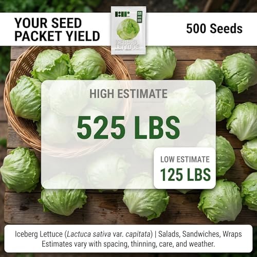 500 Iceberg Lettuce Seeds for planting - Heirloom Non-GMO USA Grown Premium Vegetable Seeds for Planting Home Garden - Crisphead Heading Lettuce Lactuca Sativa by RDR Seeds - Image 2
