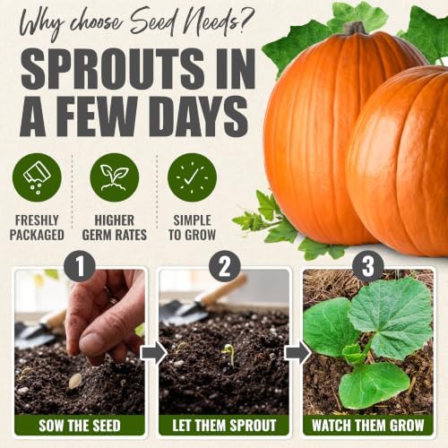 Seed Needs Connecticut Field Pumpkin Seeds to Plant Vegetables - 10 Packs - Image 5