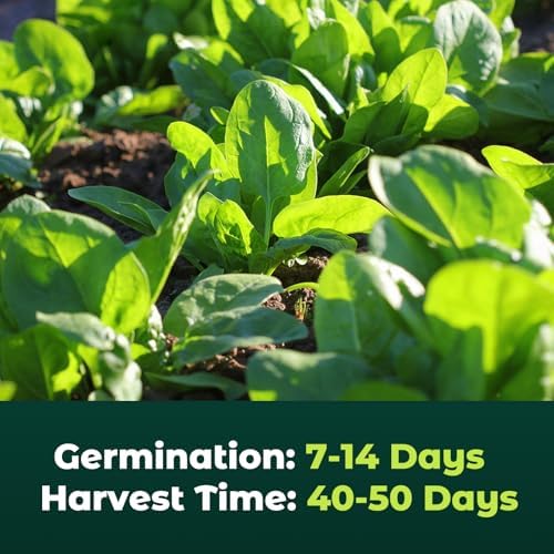 Bloomsdale Spinach Seeds for Planting, 500 Heirloom Seeds — Fast Growing Vegetable Seeds for Spring & Fall Gardens - Image 4