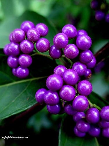 40 American PURPLE BEAUTYBERRY Shrub Flower Callicarpa Americana Seeds - Image 2