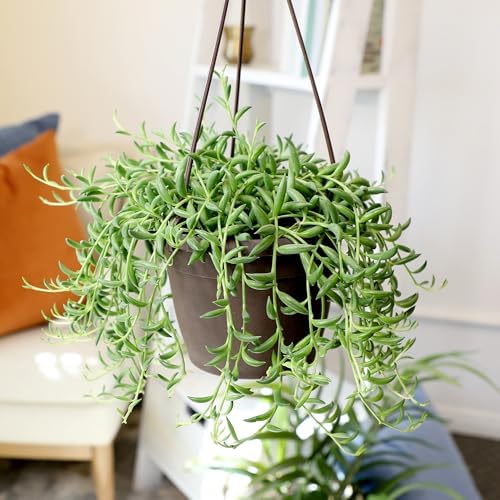 String of Bananas Plant Live Succulent, 6 in. Pot, Easy Trailing Succulents - Image 2