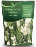 Outsidepride White Prairie Clover Seeds - 1 lb. Perennial Seeds for Planting, Easy to Grow, Drought & Heat Tolerant, High Protein Forage for Livestock, Ideal for Meadow Gardens, & Xeriscaping by Outsidepride
