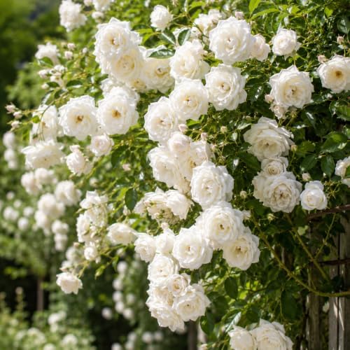 White Climbing Roses Live Plant - Large Size, Heirloom Climbing Rose Bush, Fragrant High-Yielding Perennial Flowering Vine for Trellis & Fence - Image 3