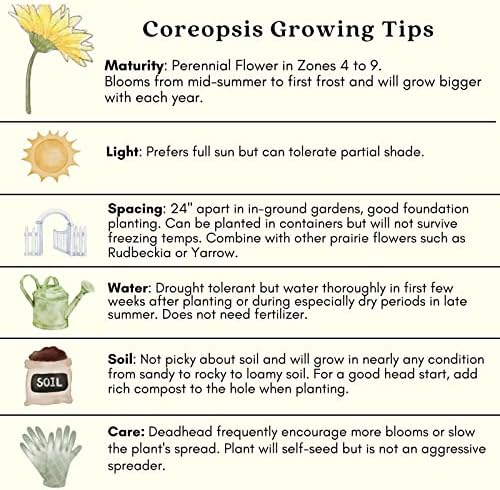 Clovers Garden Coreopsis Moonbeam (Tickseed) Plants – Two (2) Live Plants – Non-GMO - Not Seeds - Each 4" to 8" Tall – in 4" Inch Pots – Hardy Flowering Perennial, Pollinator Favorite - Image 7
