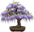 1 Chinese Wisteria Bonsai Tree Seedling for Planting - 1 Year Old Well Rooted Seedling - Fast-Growing Ornamental Tree with Violet-Purple Flowers and Fragrant Sweet Scent by CZGrain
