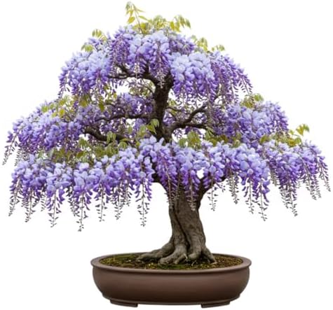 Bonsai Tree Chinese Wisteria Tree Seeds, 10 Pack - Highly Prized Flowering Bonsai, Wisteria sinensis - 10 Seeds to Grow by CZGrain