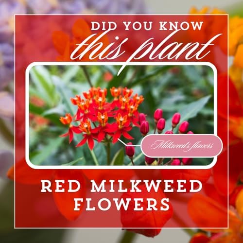 2 Red Milkweed Live Plants, Asclepias Tuberosa, 4-6 Inch Tall - Image 3