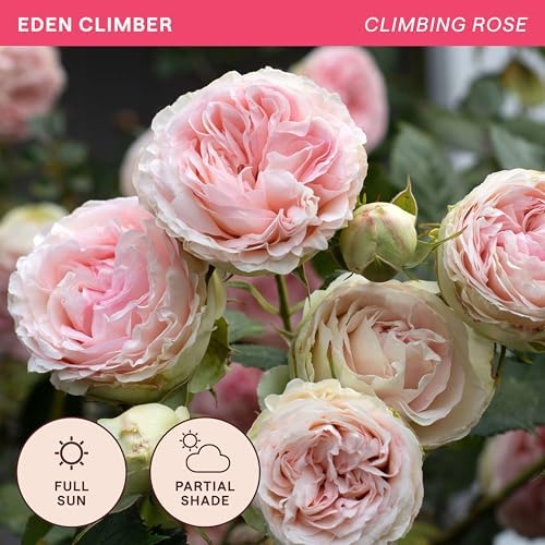 Heirloom Climbing Roses, Live Own Root Plant, Eden Climber - Image 4