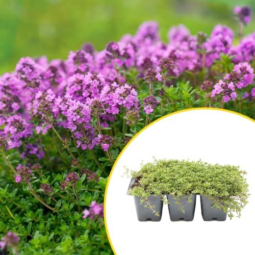 6 Red Creeping Thyme in 2.5" Cubes | Live Fragrant Evergreen Groundcover with Bright Purple-Pink Blooms | Low-Growing Perennial Herb for Containers, Pathways & Landscaping (Thymus praecox ‘Coccineus’) - Image 2