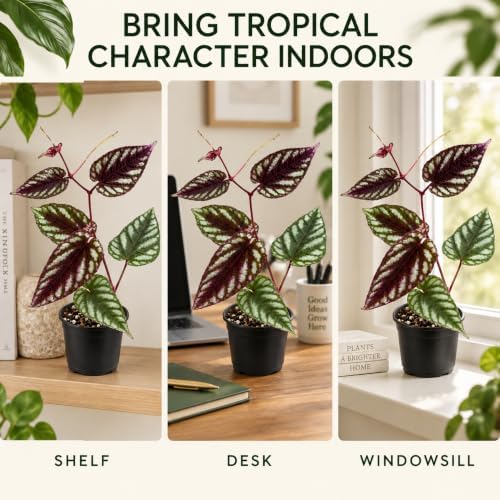 Cissus Discolor Live Plant - Rare Rex Begonia Vine Rooted Indoor - Image 5