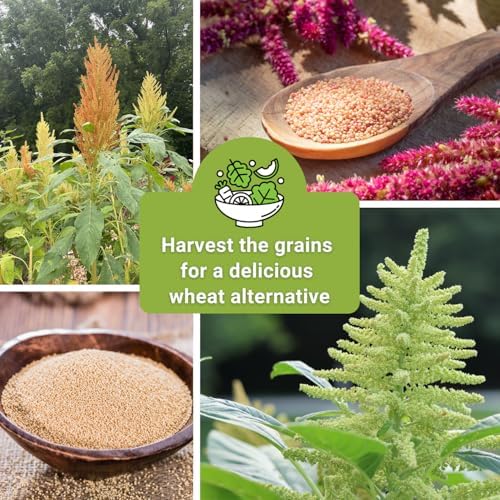 Sow Right Seeds - Amaranth Seed Collection for Planting Alternative Grain - Image 6