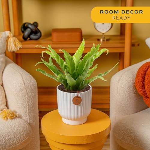 Costa Farms Bird's Nest Fern, Live Indoor Plant, Easy Care, Home Decor - Image 2