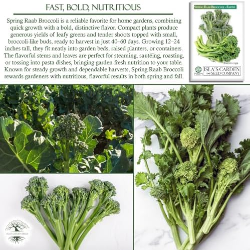Spring Raab Broccoli Seeds (aka Rabe, Rapini, Broccolini) – 300+ Non-GMO & Heirloom Seeds, Brassica oleracea, Fast-Maturing Cool Season Green, by Isla’s Garden Seeds, Gift Idea for Home Gardens - Image 5