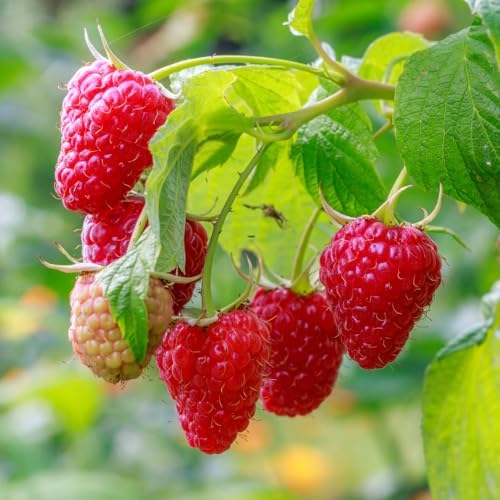 2 Red Raspberry Live Plants, Berry Bush Plant, 4-6 Inch Tall, 4 Inch Pot - Image 2