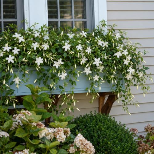 Set of 2 Live Poet Jasmine Shrubs, 4–6"Tall, Fragrant Flowers - Image 7