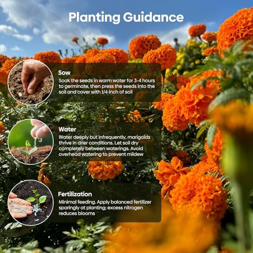 Groundio Marigold Seeds, 9500+ Crackerjack Marigold Flower Seeds, Non-GMO Heirloom Flower Seed in Mix Color for Planting Home and Garden-Wildflower African Marigold(Tagetes erecta) - Image 5