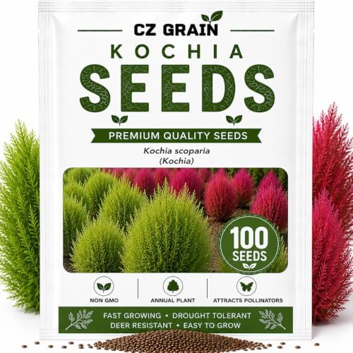 Kochia Bush Seeds for Planting | 100 Seeds | Summer Cypress Ornamental by CZGrain