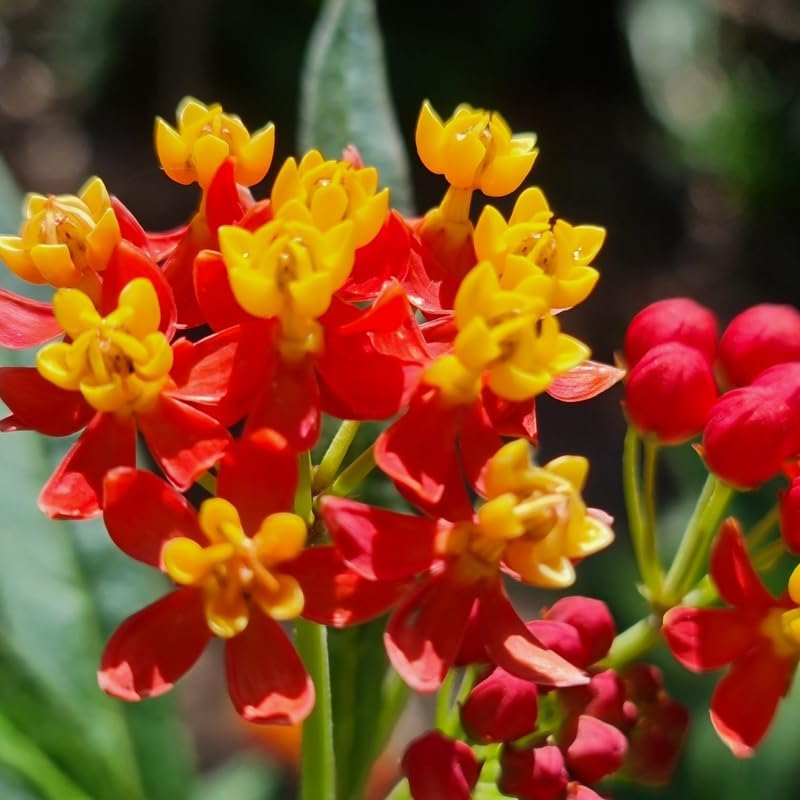 2 Milkweed Live Plants, 5-9 Inch Tall, Asclepias Tuberosa - Image 5