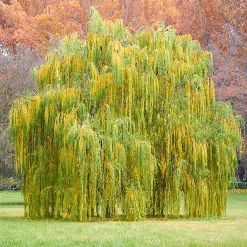 Brighter Blooms Weeping Willow Tree, 4-5 ft. - Image 3