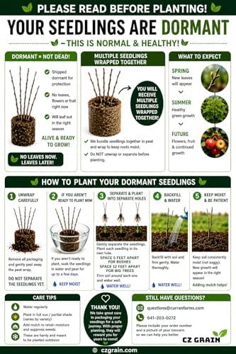 Golden Chain Bonsai Starter Tree (1 Year Old Live Plant) – Fast Growing Flowering Vine Bonsai Material forTraining – Outdoor/Indoor Bonsai Tree Starter Kit Plant - Image 4