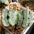 Haworthia Truncata-Tiger Queen Rare Succulent Plants Live, Pot 2.7" Green Live Plant, Soil and Pot Excluded, Garden Indoor Office Desk, Wedding Party Baby Shower Decor, Friend Plant Lovers Gifts by Unknown