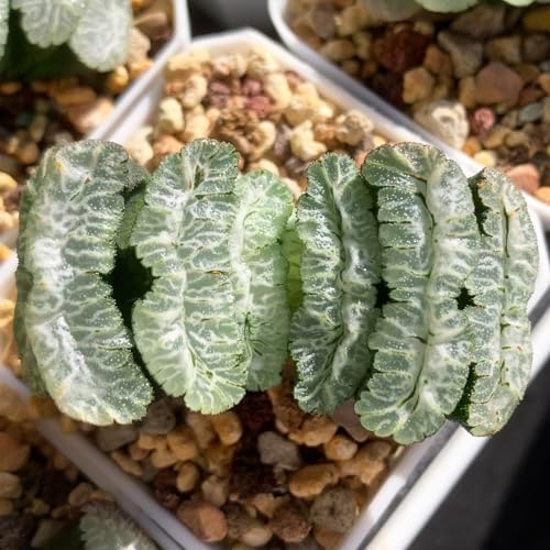 Haworthia Truncata-Tiger Queen Rare Succulent Plants Live, Pot 2.7" Green Live Plant, Soil and Pot Excluded, Garden Indoor Office Desk, Wedding Party Baby Shower Decor, Friend Plant Lovers Gifts by Unknown
