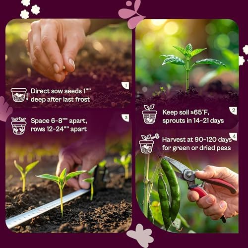 SVI 50 Gandules Pigeon Peas Seeds (Cajanus indicus) - Gungo peas, Congo Pea, Drought Resistant & Nitrogen-Fixing, Open-Pollinated - Heirloom Vegetable Seeds for Outdoor Garden, Raised Beds - Image 5