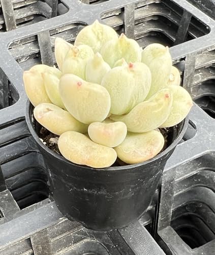 Sprout N Green Echeveria Bill Gates sp., Live Succulent Plant in 2" Pot - Image 2
