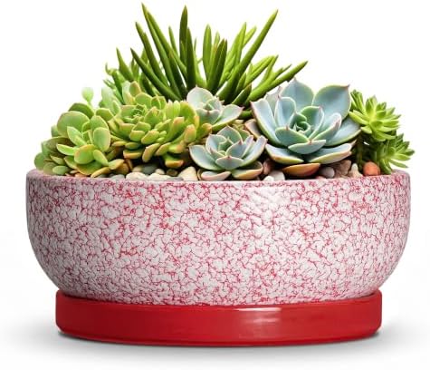 Ceramic Succulent Planter, 8 Inch Bonsai Pots with Tray, Texture Red by Wliror