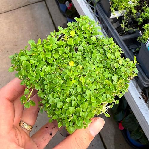 Mentha requienii, Corsican/Creeping/Rock Mint, GroundCover, Cnt Sz: 3" - Image 4