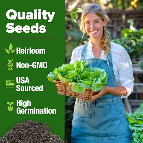 HOME GROWN Buttercrunch Bibb Lettuce Seeds, 3950+ Seeds, Lactuca sativa - Image 3