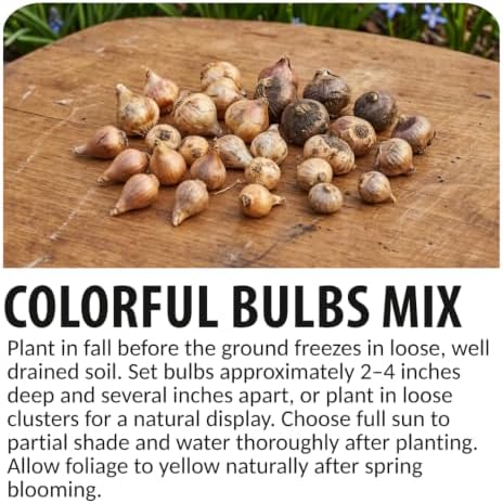 50 Fall Planting Bulbs Mix | Blue & Pink | Muscari, Squill & Starflower Mix - Image 5