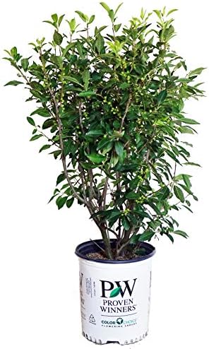 Proven Winners - Ilex verticillata Berry Heavy Gold (Winterberry) Shrub, gold berries, #2 - Size Container by GreenPromiseFarms