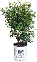 Proven Winners - Ilex verticillata Berry Heavy Gold (Winterberry) Shrub, gold berries, #2 - Size Container by GreenPromiseFarms