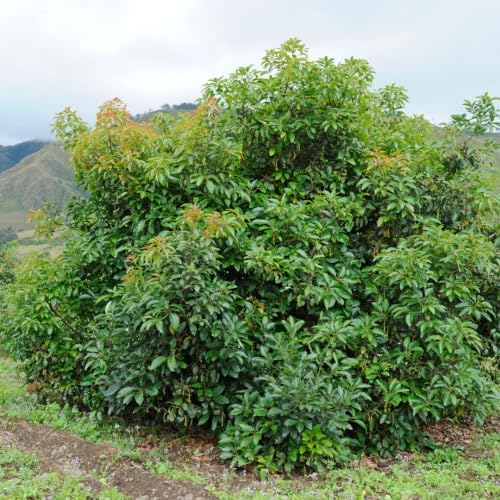 Avocado Fruit Tree Live Plant, 3 Feet Tall, Tropical Outdoor Fruit Tree - Image 7