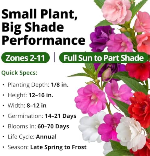 HOME GROWN Impatiens Seeds, Tom Thumb Mix, 600 Seeds, Impatiens balsamina - Image 3