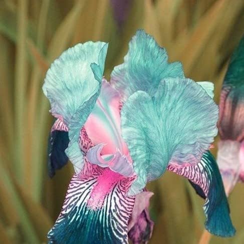 35 Mixed Iris Heirloom Seeds for Planting - Image 6