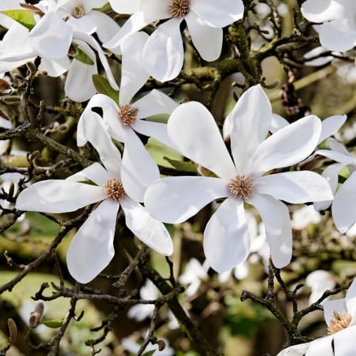 Star Magnolia Tree Plant Live, Ornamental Tree, 6-12 Inch Tall, 4 Inch Pot - Image 4