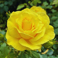Yellow Climbing Roses Live Plant, Rose Bush Plant, 5-7 Inch Tall by PlantsSeedsBulbs
