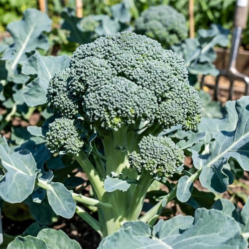 Seed Needs Waltham 29 Broccoli Seeds to Plant Heirloom & Non-GMO 5 Packs - Image 2